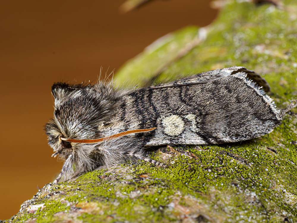 Bild Nr.07498 zum Vergrößern klicken Bild Nr.07498