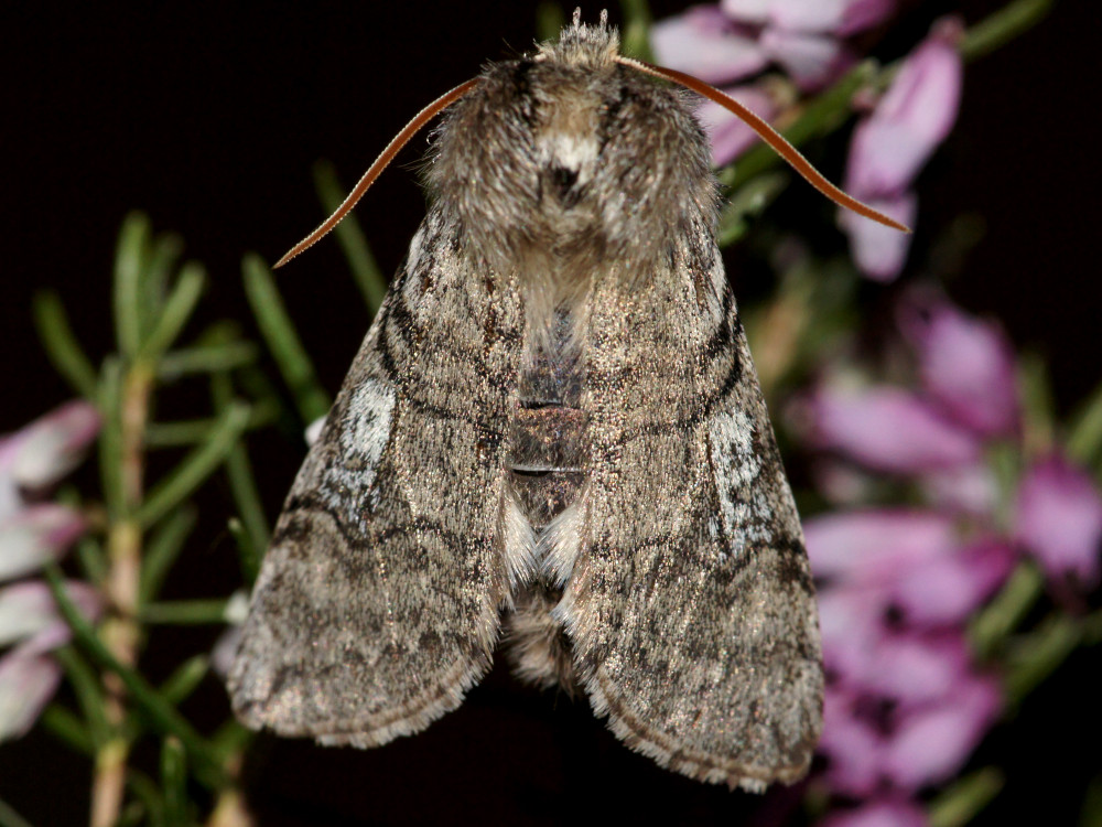 Bild Nr.07498 zum Vergrößern klicken Bild Nr.07498