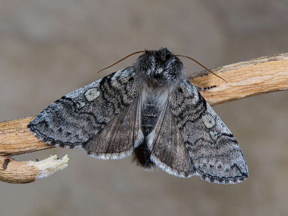 Bild Nr.07498 zum Vergrößern klicken Bild Nr.07498