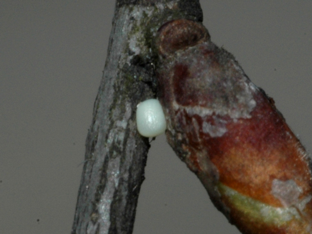 Bild Nr.07498 zum Vergrößern klicken Bild Nr.07498