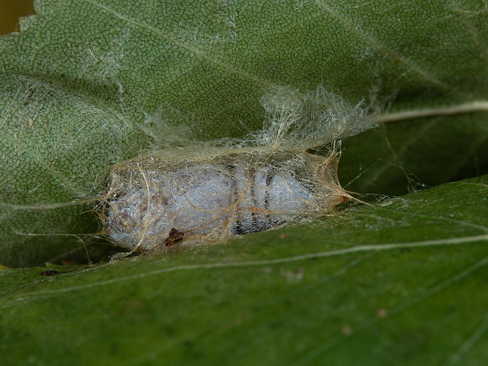 Bild Nr.07501 zum Vergrößern klicken Bild Nr.07501