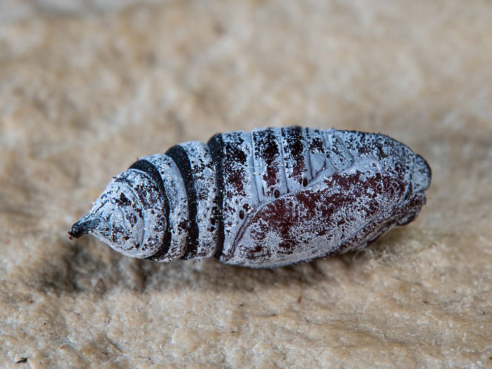 Bild Nr.07501 zum Vergrößern klicken Bild Nr.07501