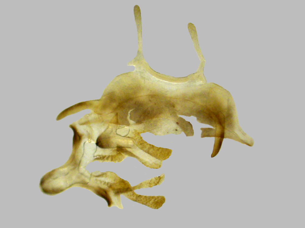 Bild Nr.07503 zum Vergrößern klicken Bild Nr.07503