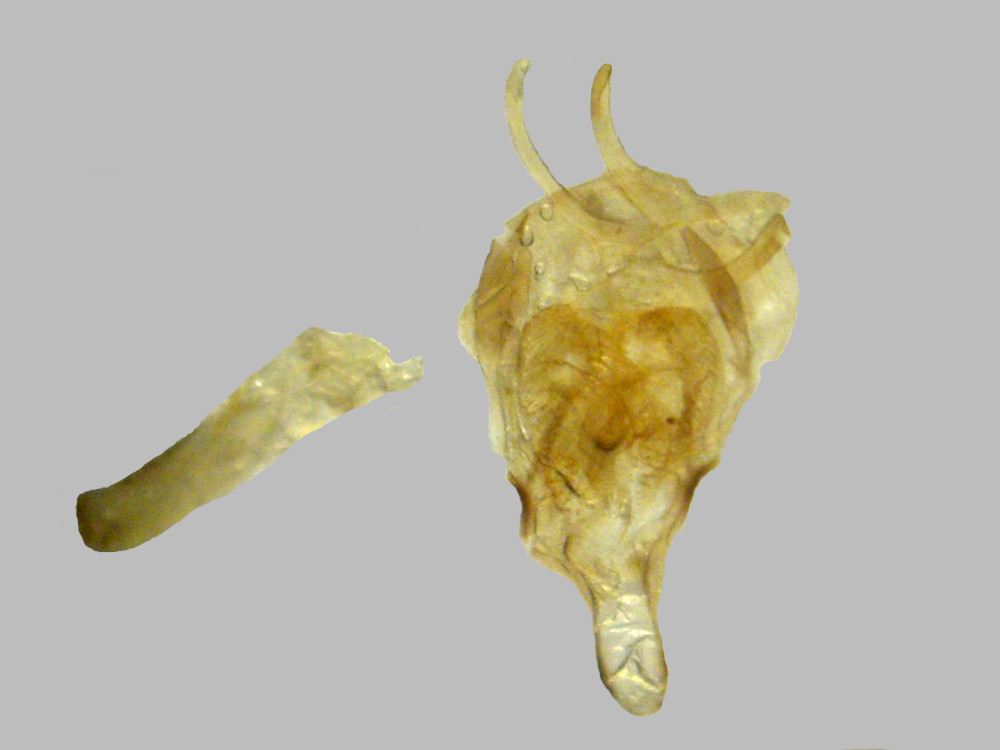 Bild Nr.07503 zum Vergrößern klicken Bild Nr.07503