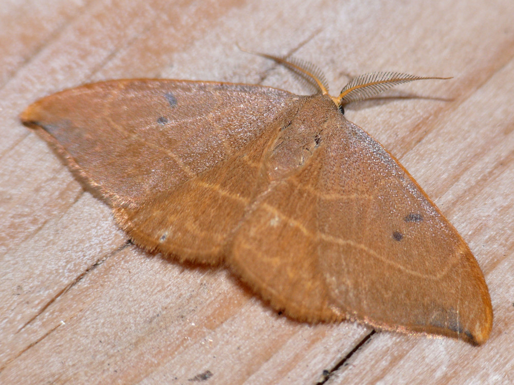 Bild Nr.07503 zum Vergrößern klicken Bild Nr.07503