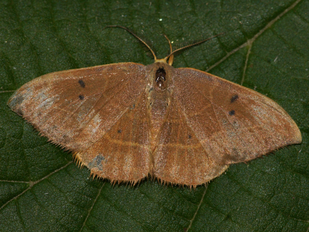 Bild Nr.07503 zum Vergrößern klicken Bild Nr.07503