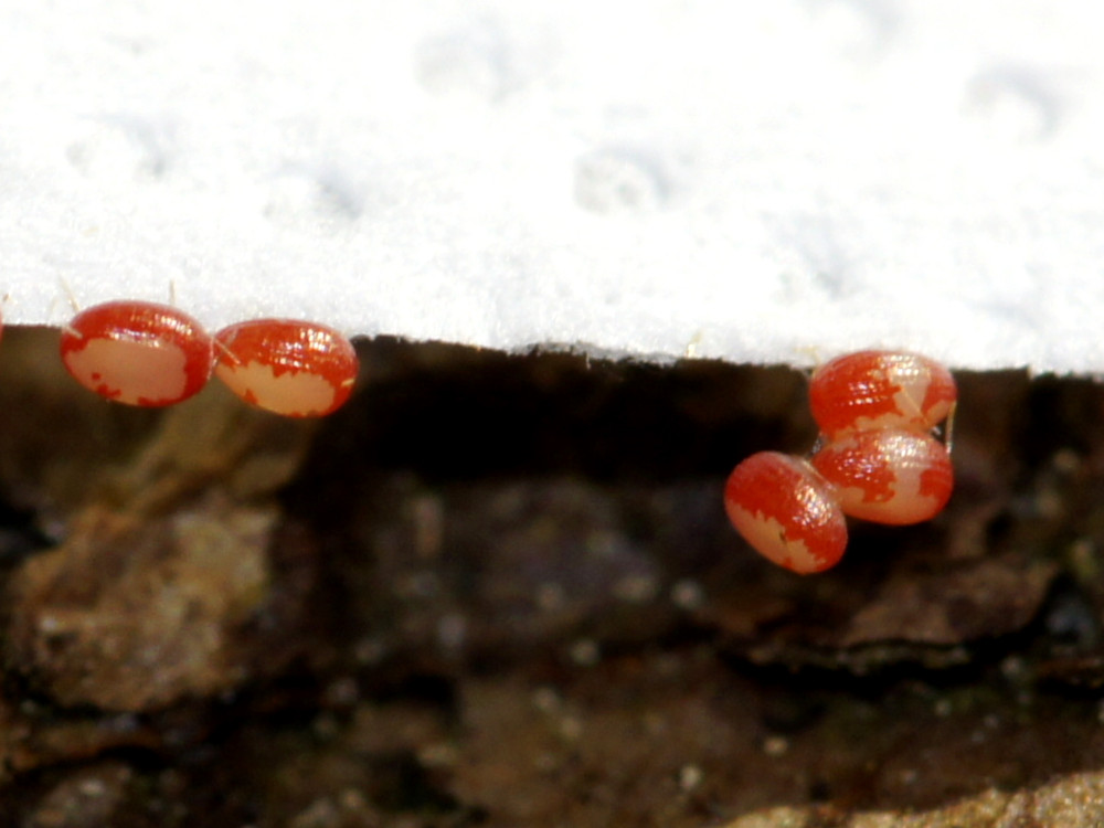 Bild Nr.07503 zum Vergrößern klicken Bild Nr.07503