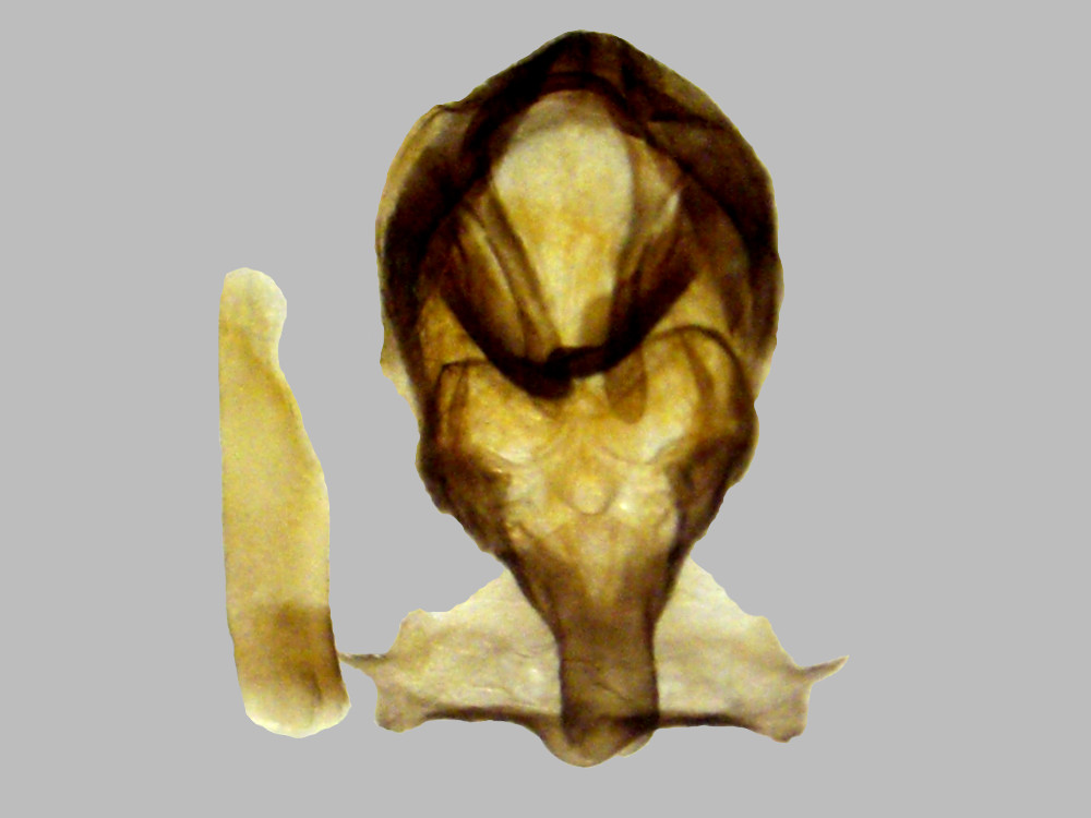 Bild Nr.07505 zum Vergrößern klicken Bild Nr.07505