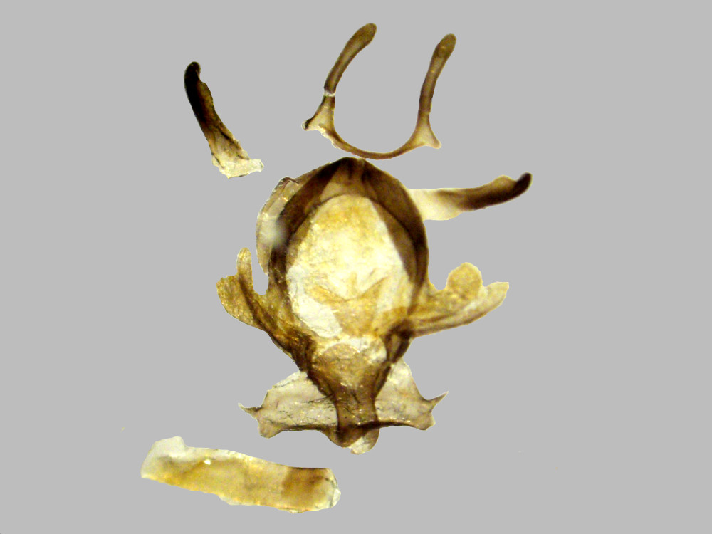 Bild Nr.07505 zum Vergrößern klicken Bild Nr.07505