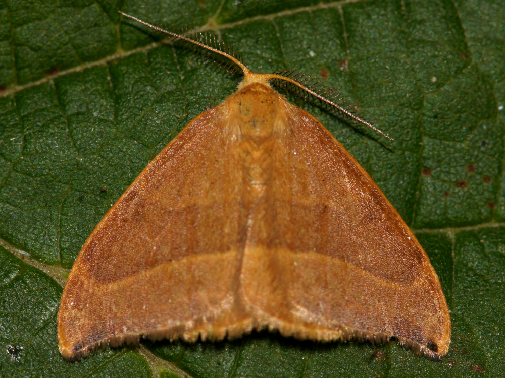 Bild Nr.07505 zum Vergrößern klicken Bild Nr.07505