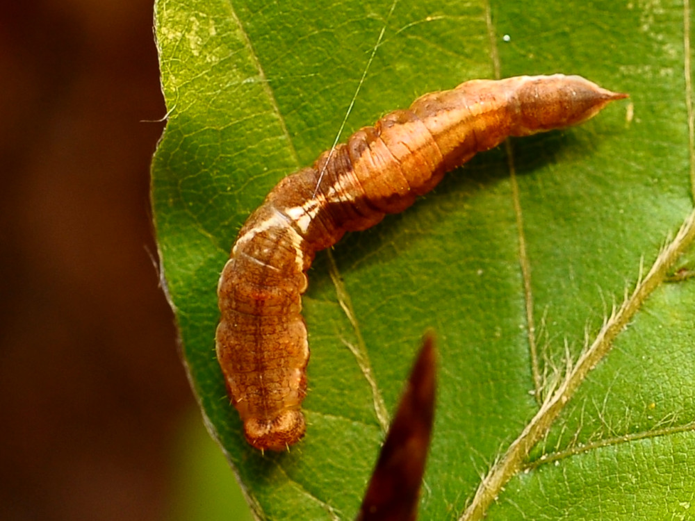 Bild Nr.07505 zum Vergrößern klicken Bild Nr.07505