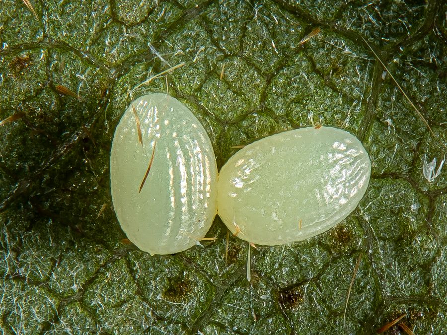 Bild Nr.07505 zum Vergrößern klicken Bild Nr.07505