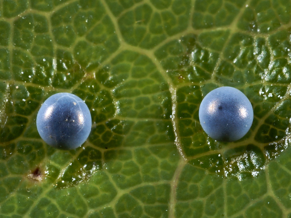 Bild Nr.07507 zum Vergrößern klicken Bild Nr.07507