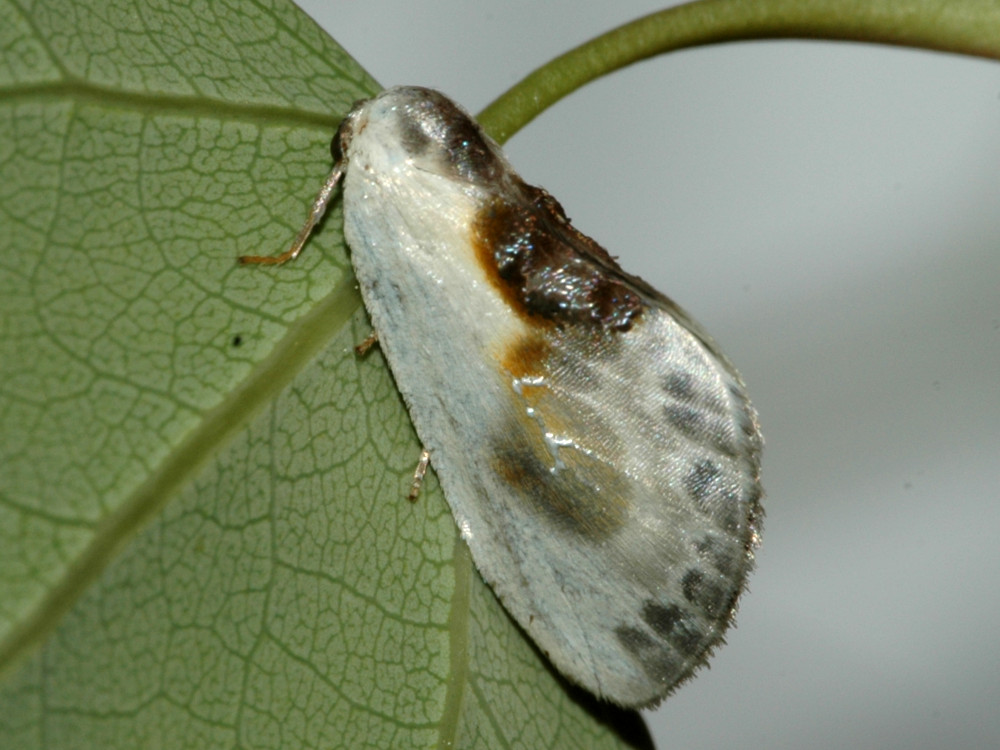 Bild Nr.07512 zum Vergrößern klicken Bild Nr.07512