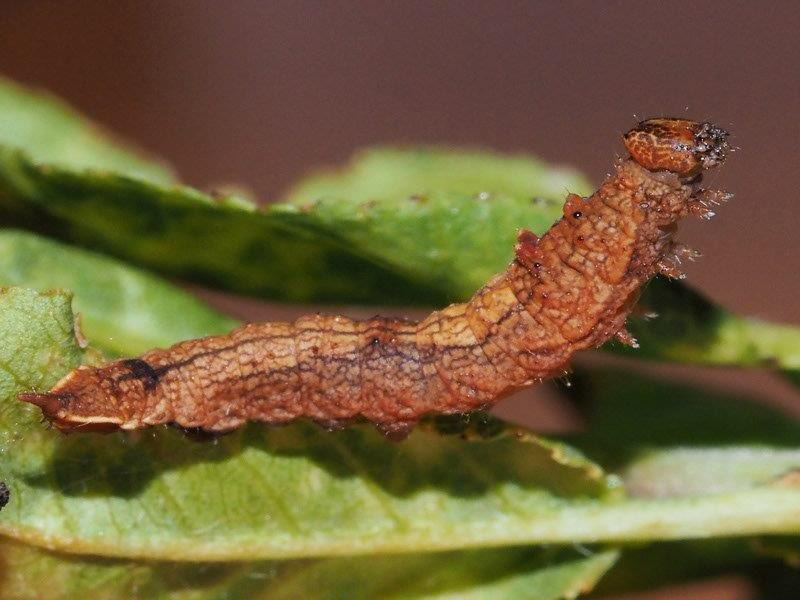 Bild Nr.07512 zum Vergrößern klicken Bild Nr.07512