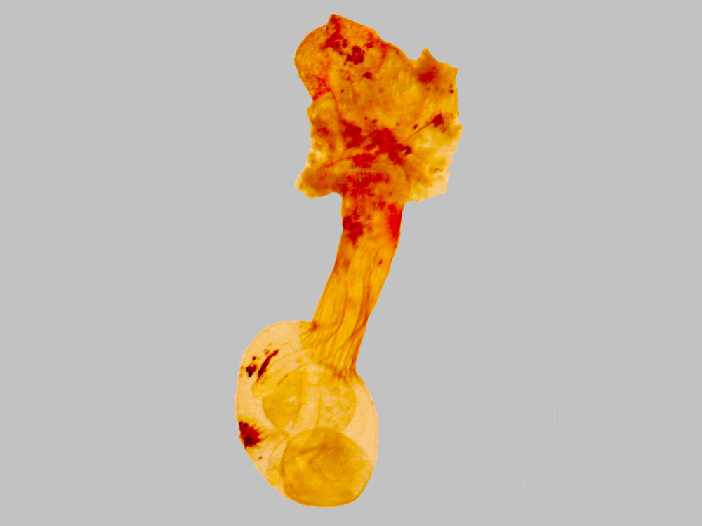 Bild Nr.07533 zum Vergrößern klicken Bild Nr.07533