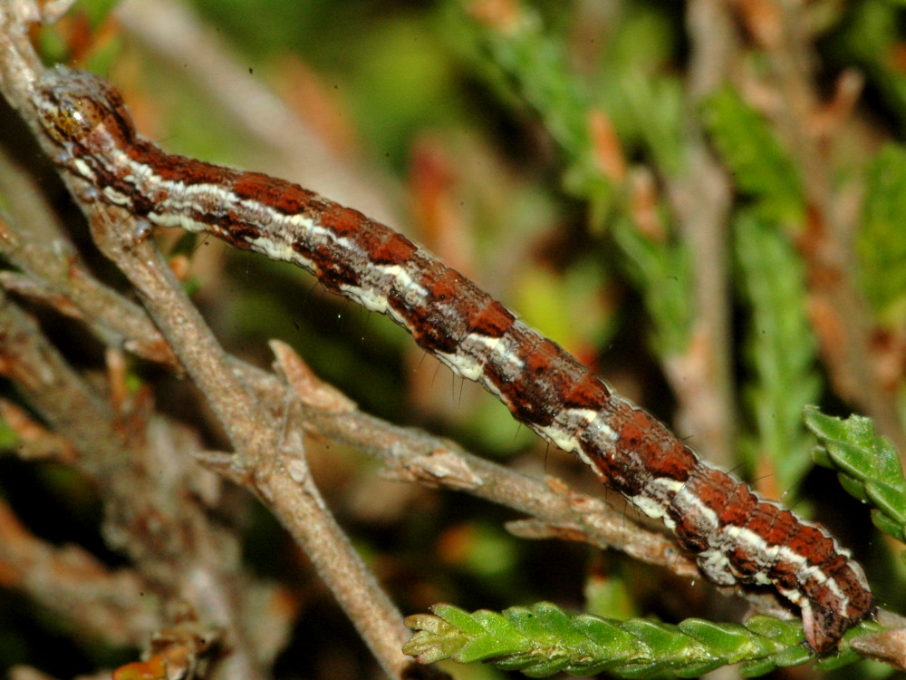 Bild Nr.07609 zum Vergrößern klicken Bild Nr.07609