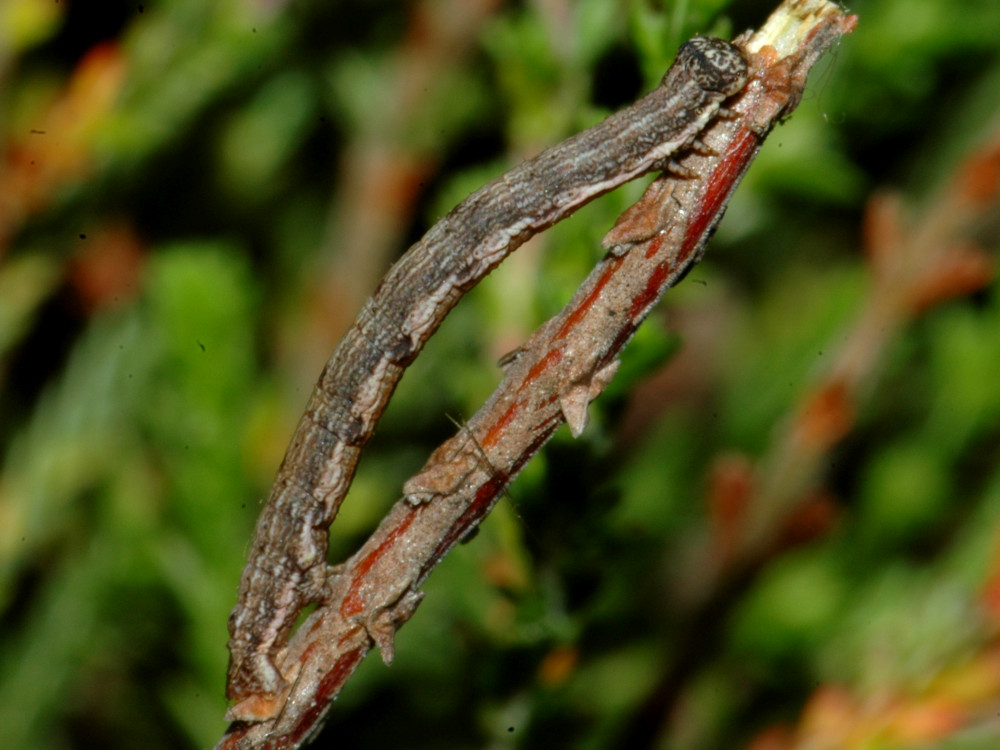 Bild Nr.07609 zum Vergrößern klicken Bild Nr.07609