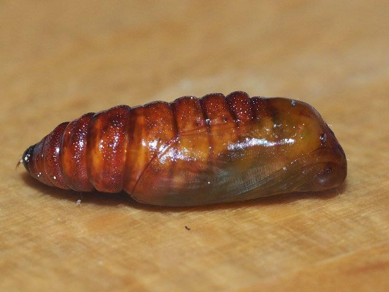 Bild Nr.07609 zum Vergrößern klicken Bild Nr.07609