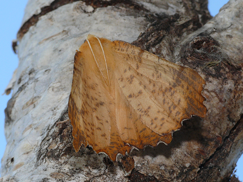 Bild Nr.07632 zum Vergrößern klicken Bild Nr.07632