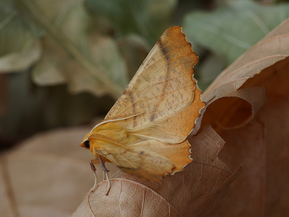 Bild Nr.07632 zum Vergrößern klicken Bild Nr.07632