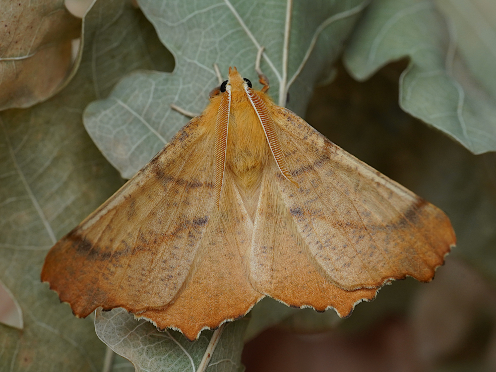 Bild Nr.07632 zum Vergrößern klicken Bild Nr.07632