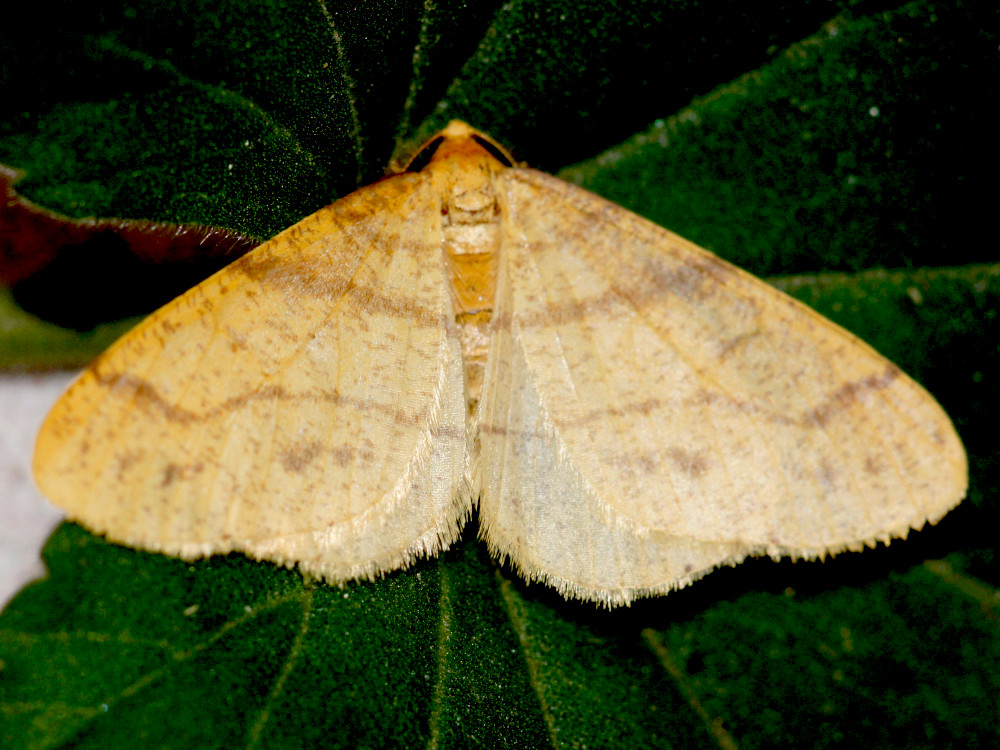 Bild Nr.07695 zum Vergrößern klicken Bild Nr.07695