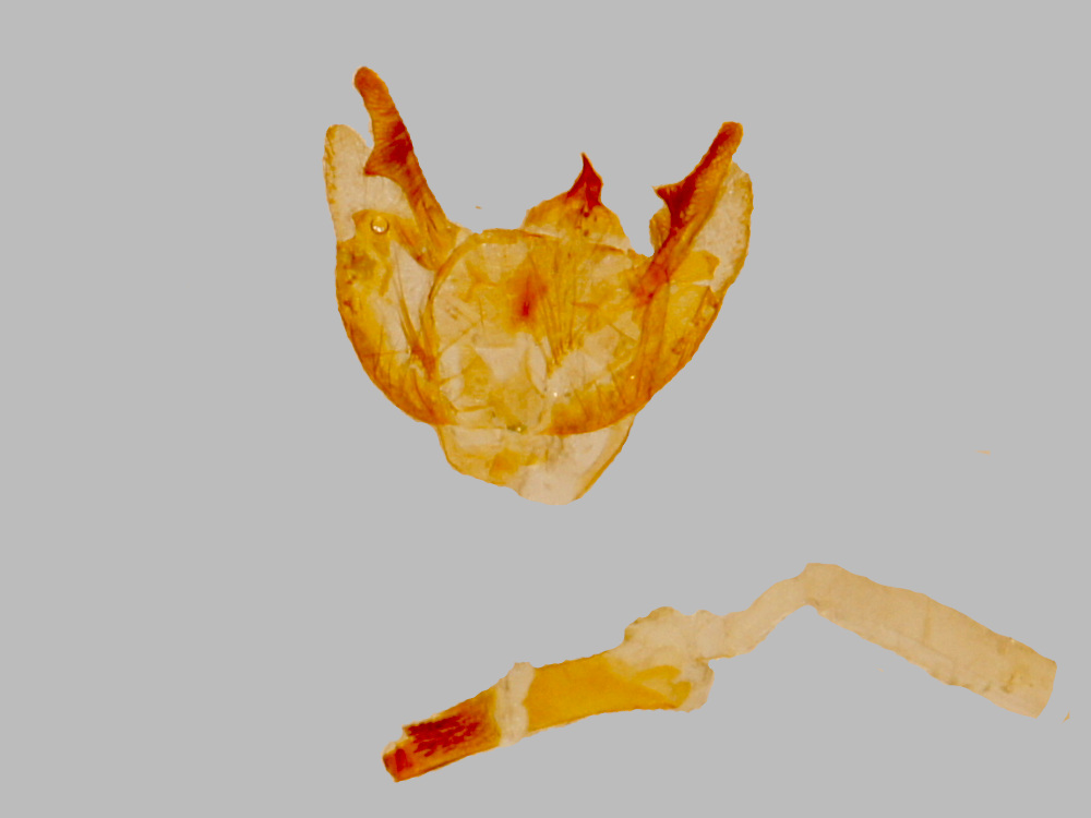 Bild Nr.07762 zum Vergrößern klicken Bild Nr.07762