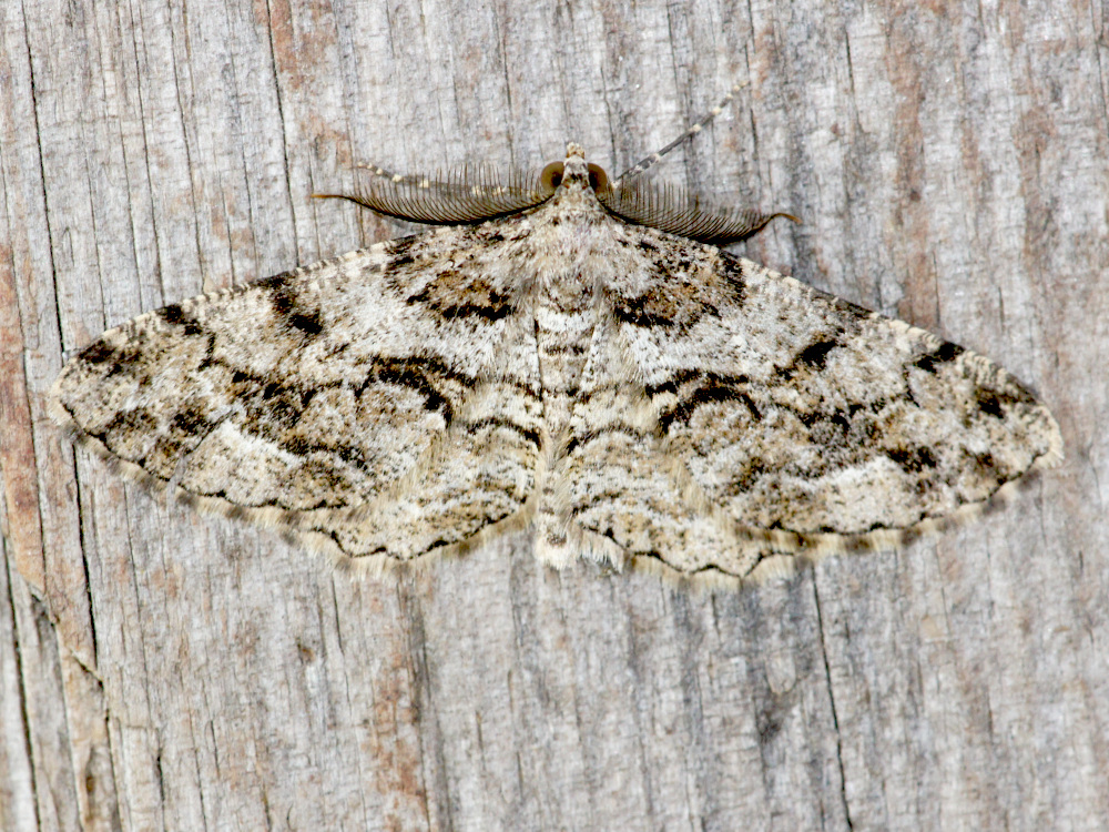 Bild Nr.07762 zum Vergrößern klicken Bild Nr.07762