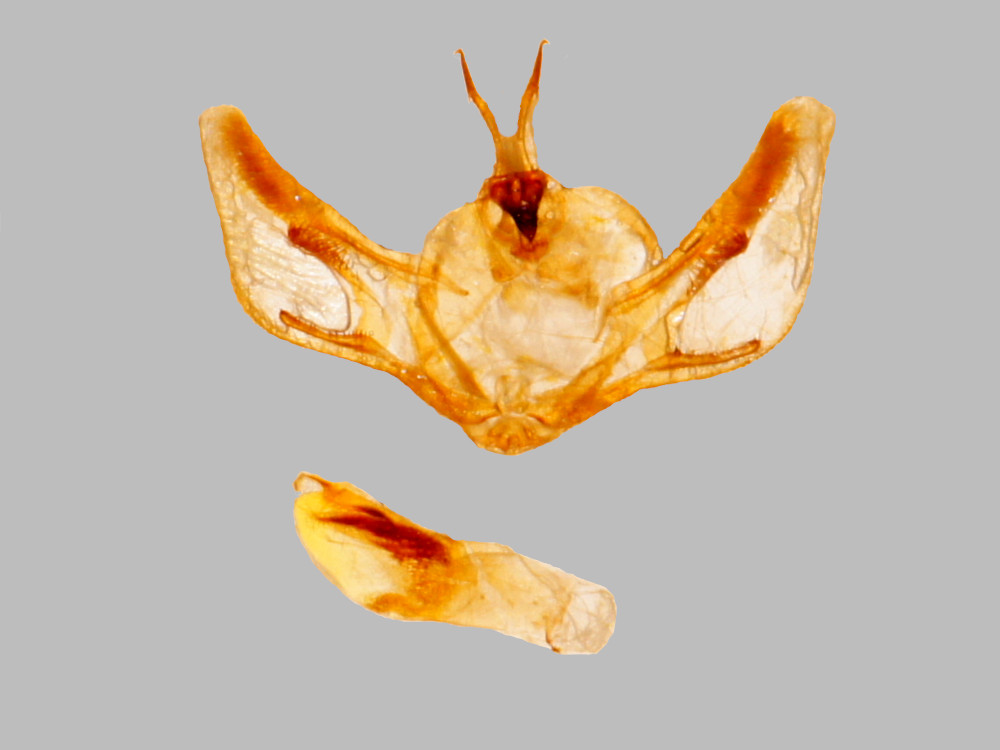 Bild Nr.07784 zum Vergrößern klicken Bild Nr.07784