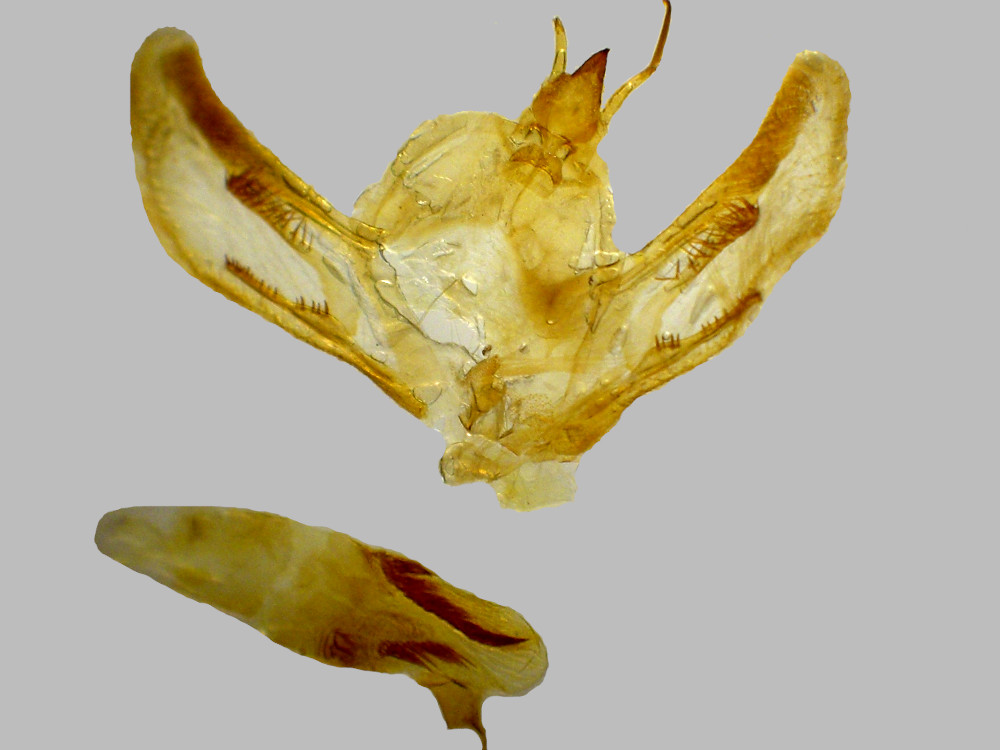 Bild Nr.07784 zum Vergrößern klicken Bild Nr.07784