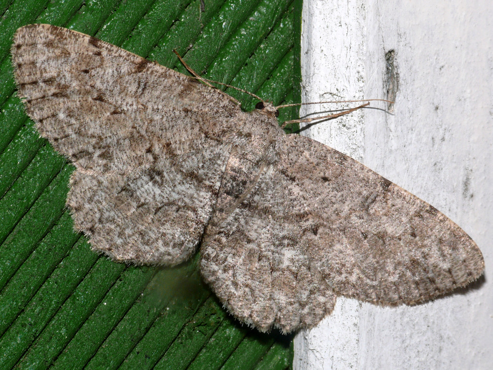 Bild Nr.07784 zum Vergrößern klicken Bild Nr.07784