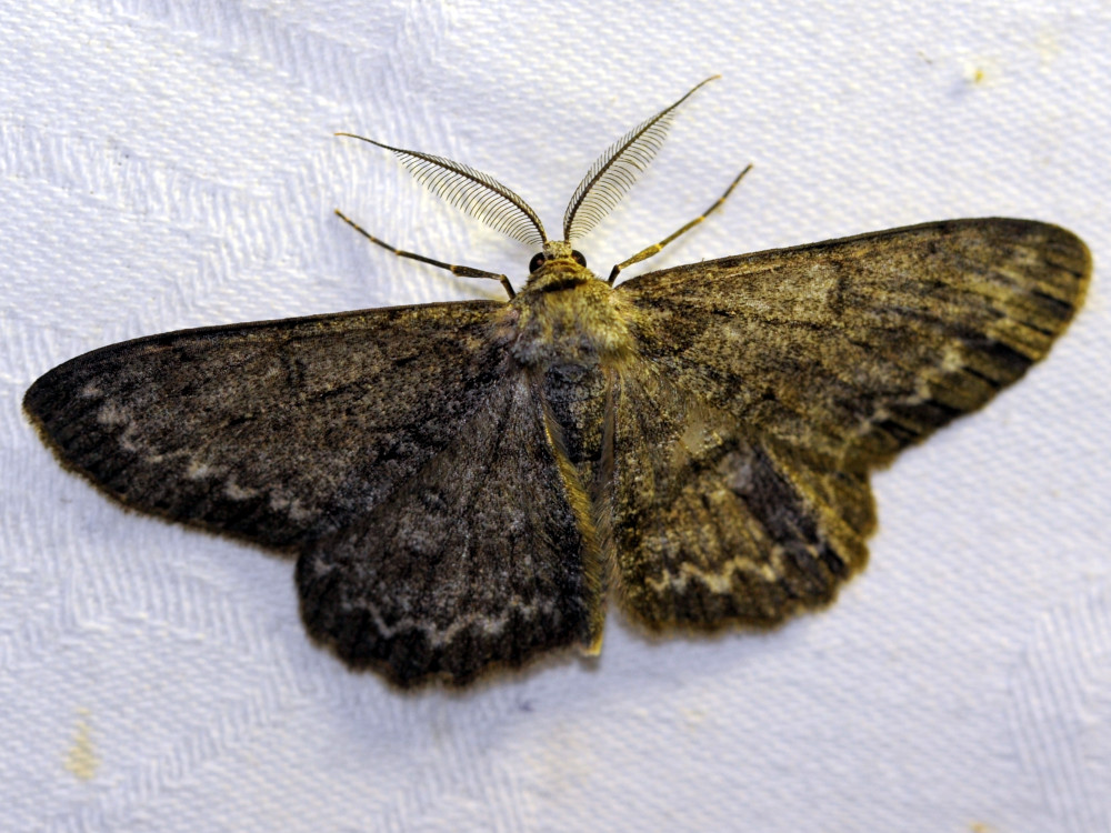 Bild Nr.07784 zum Vergrößern klicken Bild Nr.07784