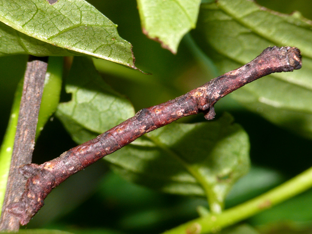 Bild Nr.07784 zum Vergrößern klicken Bild Nr.07784