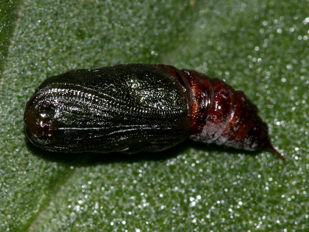 Bild Nr.07784 zum Vergrößern klicken Bild Nr.07784