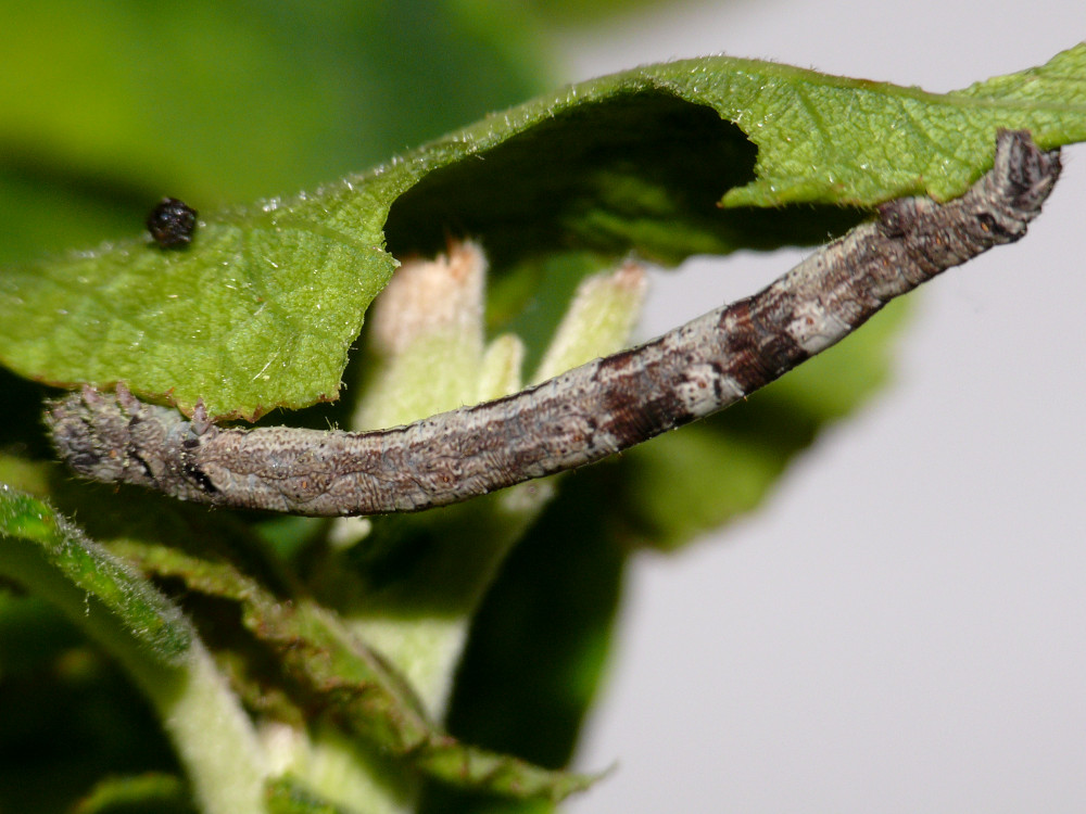 Bild Nr.07831 zum Vergrößern klicken Bild Nr.07831