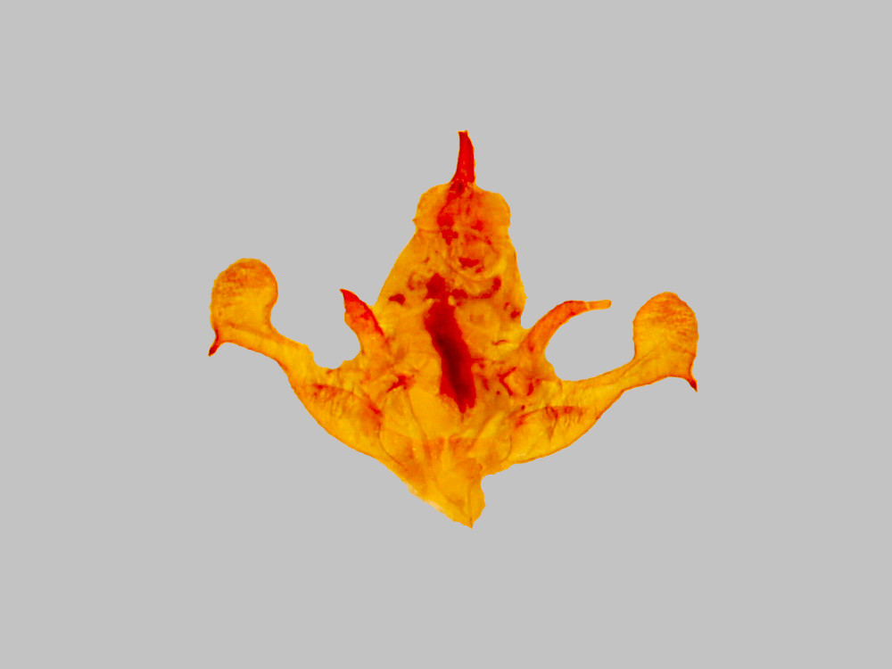 Bild Nr.07836 zum Vergrößern klicken Bild Nr.07836