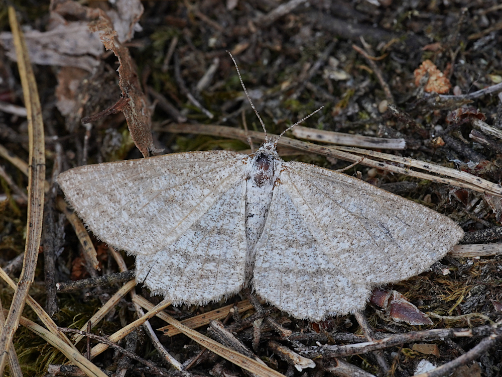 Bild Nr.07939 zum Vergrößern klicken Bild Nr.07939