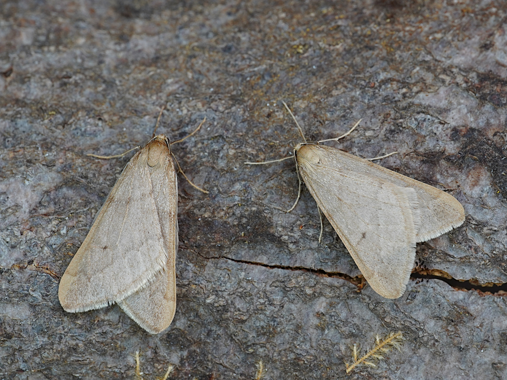 Bild Nr.07954 zum Vergrößern klicken Bild Nr.07954