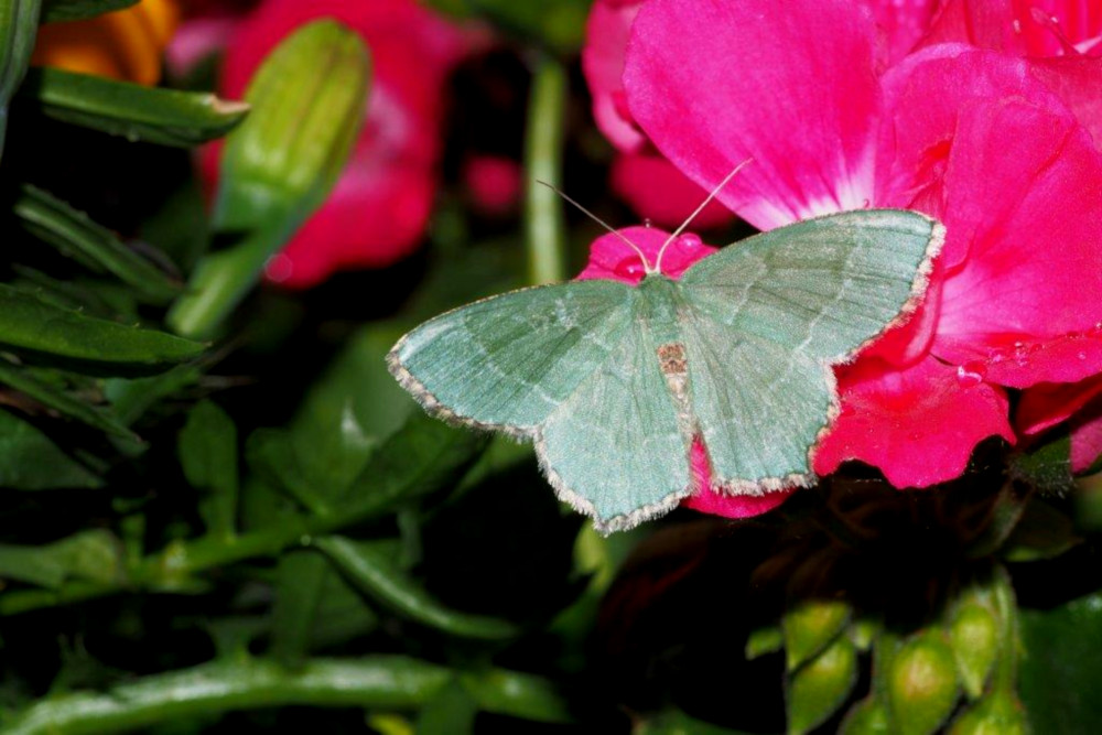 Bild Nr.07980 zum Vergrößern klicken Bild Nr.07980