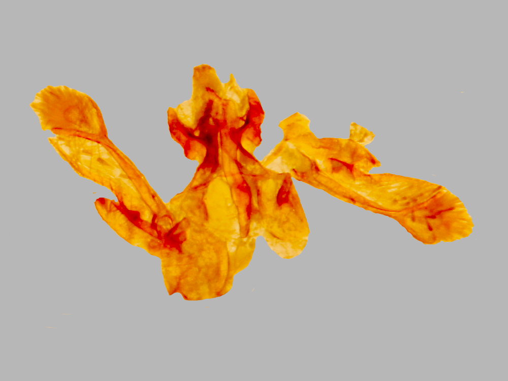 Bild Nr.08028 zum Vergrößern klicken Bild Nr.08028