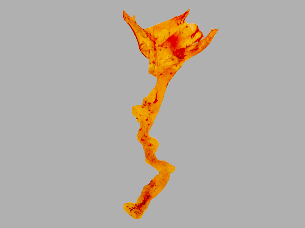 Bild Nr.08188 zum Vergrößern klicken Bild Nr.08188