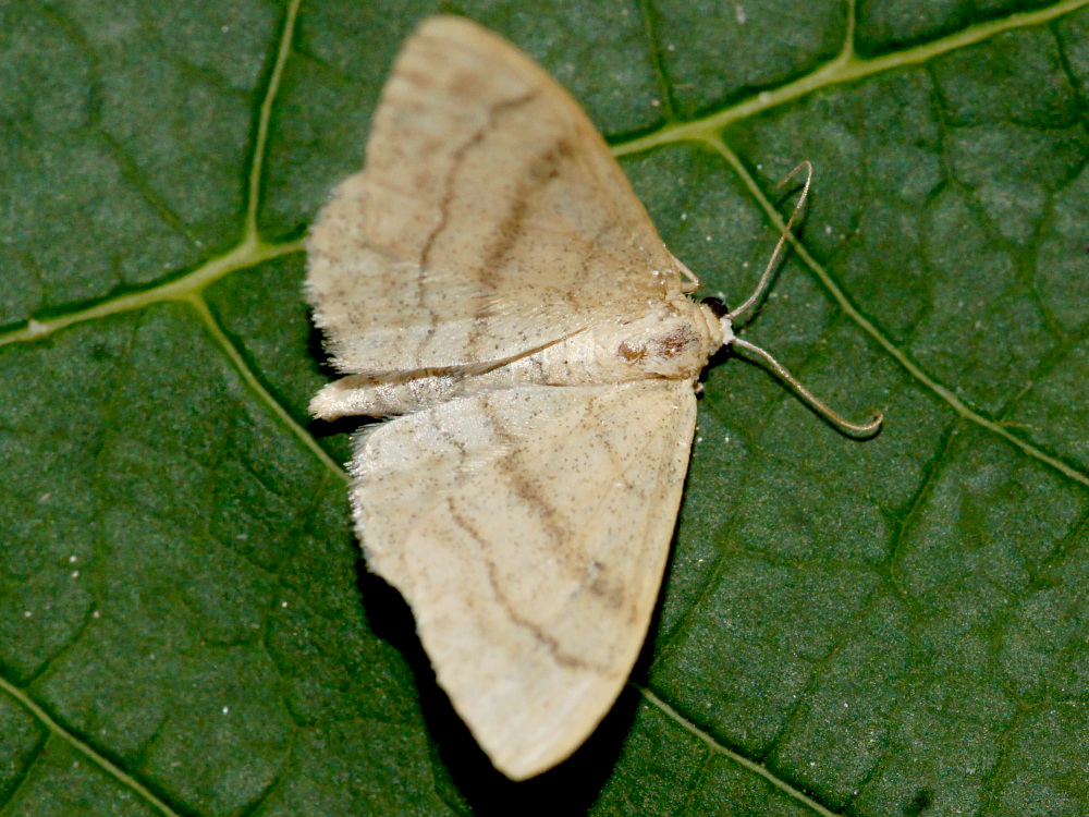 Bild Nr.08188 zum Vergrößern klicken Bild Nr.08188