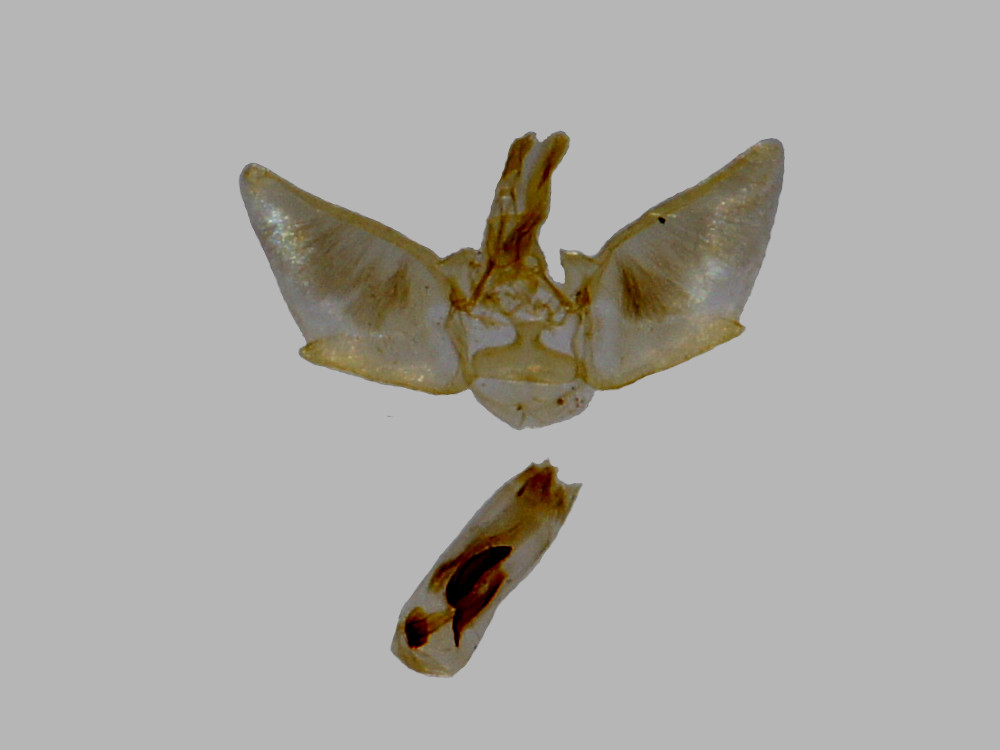 Bild Nr.08536 zum Vergrößern klicken Bild Nr.08536