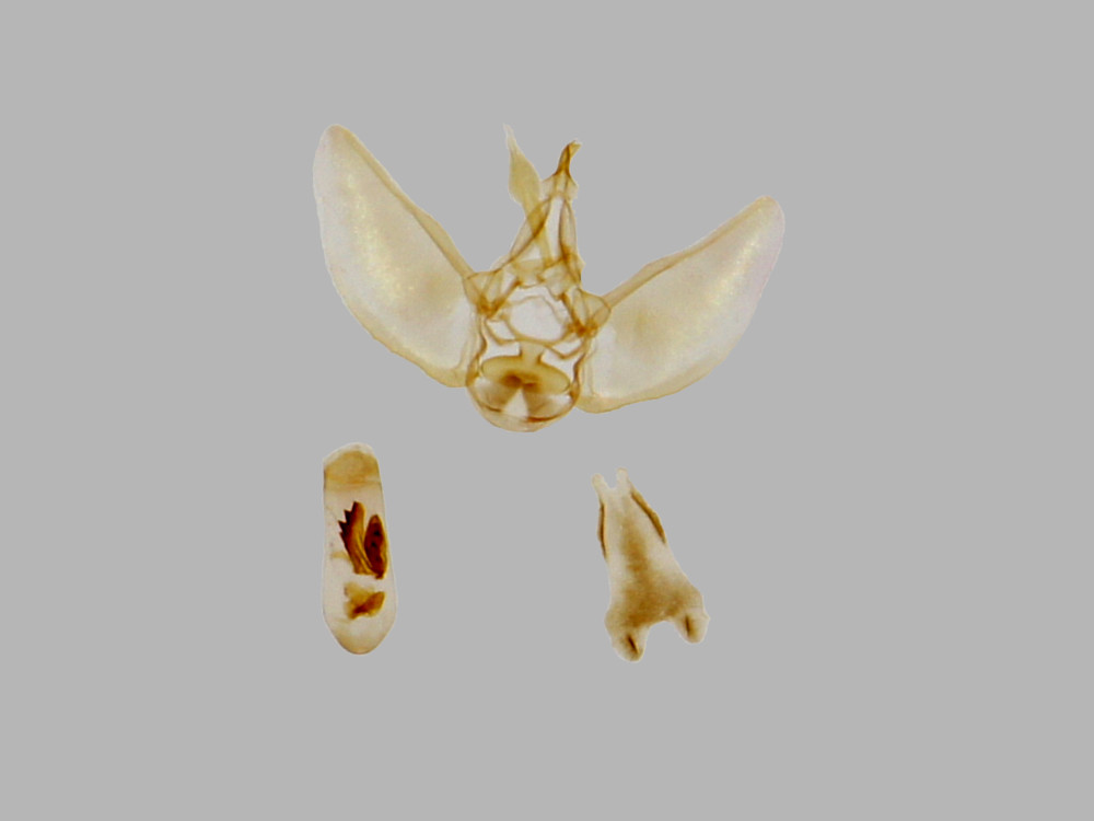 Bild Nr.08546 zum Vergrößern klicken Bild Nr.08546