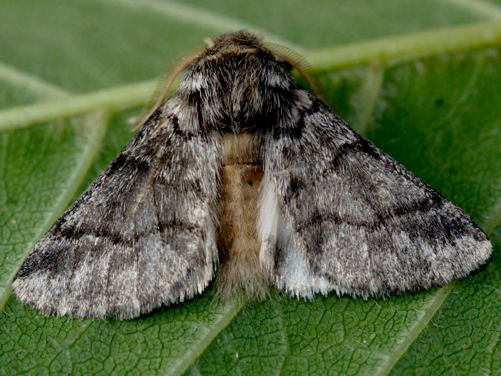 Bild Nr.08689 zum Vergrößern klicken Bild Nr.08689