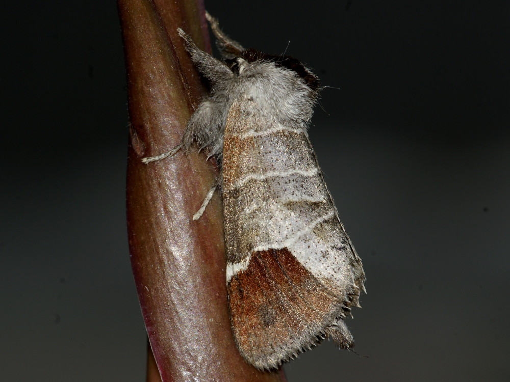 Bild Nr.08698 zum Vergrößern klicken Bild Nr.08698