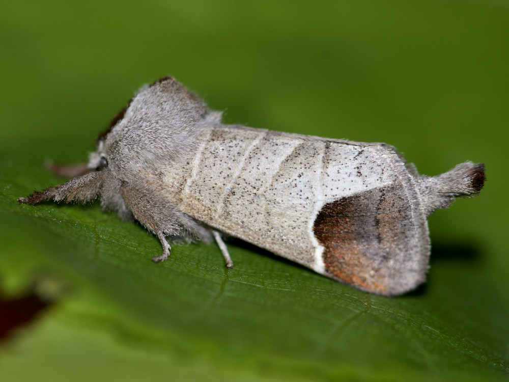 Bild Nr.08698 zum Vergrößern klicken Bild Nr.08698