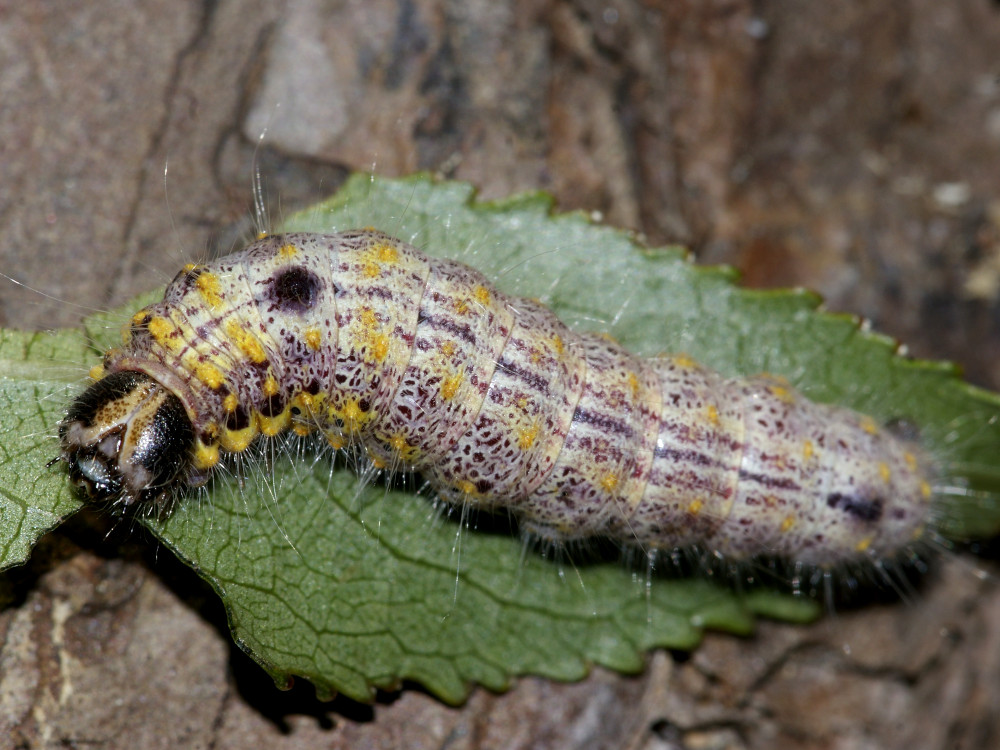 Bild Nr.08698 zum Vergrößern klicken Bild Nr.08698