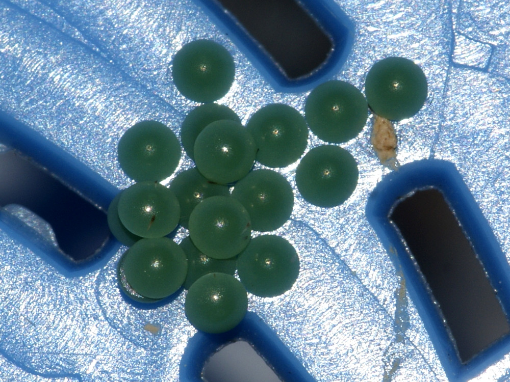 Bild Nr.08698 zum Vergrößern klicken Bild Nr.08698